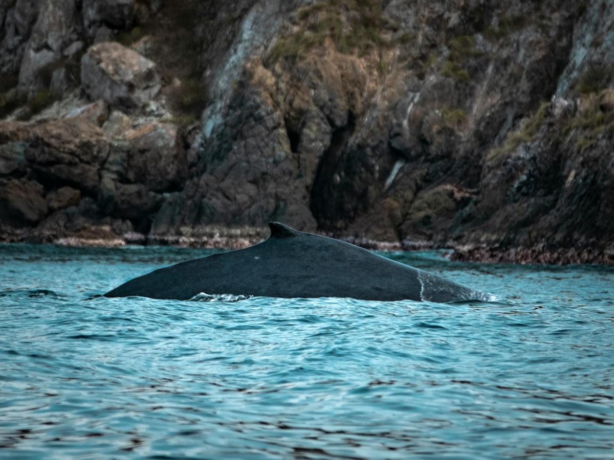 The Whaling Legacy: Unveiling the 1791 Establishment of Sydney’s Whaling&nbsp;Industry